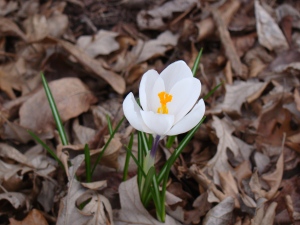 First Crocus from a few years ago